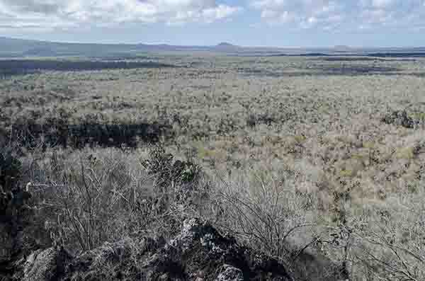 63 - Ecuador - islas Galapagos - isla Isabela